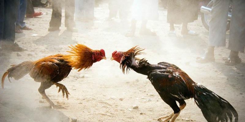 Kinh nghiệm chơi đá gà Sumvip luôn thắng, luôn ăn